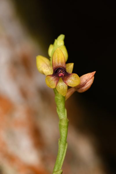 Telipogon bullpenensis, photographed by Trevor Van Loon