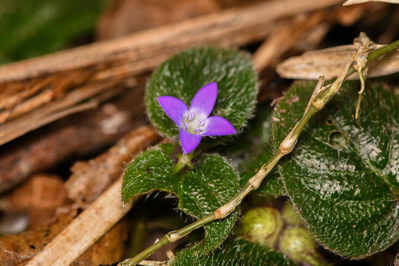 Coccocypselum cordifolium, photographed by Trevor Van Loon