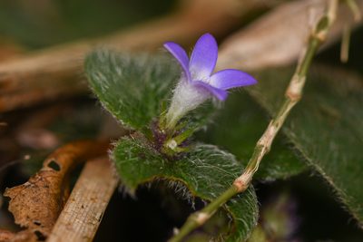 Coccocypselum cordifolium, photographed by Trevor Van Loon