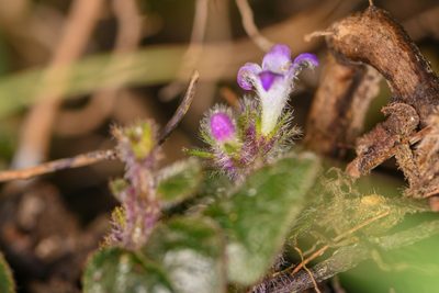Coccocypselum cordifolium, photographed by Trevor Van Loon