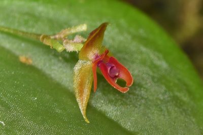 Lepanthes monteverdensis, photographed by Trevor Van Loon