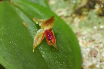 Lepanthes monteverdensis, photographed by Trevor Van Loon