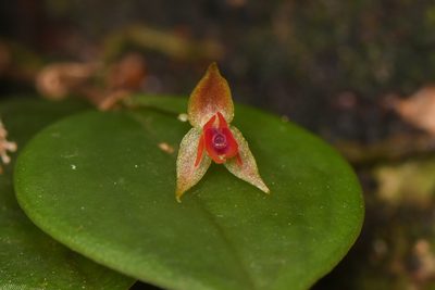 Lepanthes monteverdensis, photographed by Trevor Van Loon