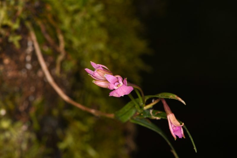 Epidendrum centropetalum, photographed by Trevor Van Loon