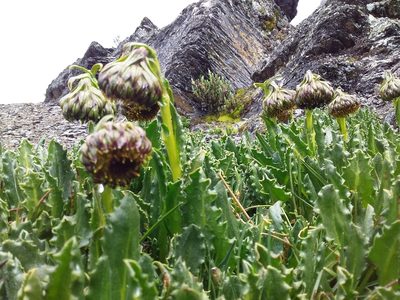 Senecio serratifolius, photographed by Humber Alberto