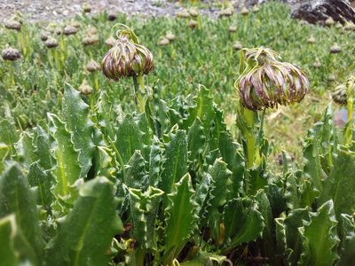 Senecio serratifolius, photographed by Humber Alberto