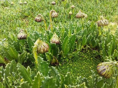 Senecio serratifolius, photographed by Humber Alberto