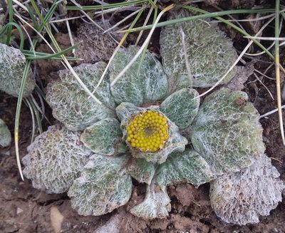Senecio expansus, photographed by Humber Alberto
