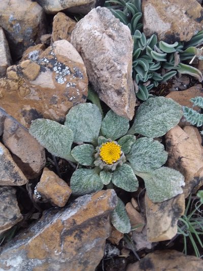Senecio expansus, photographed by Humber Alberto