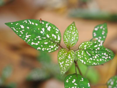 Hypoestes phyllostachya, photographed by greatest_auk