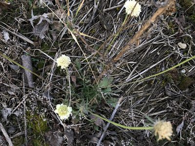 Scabiosa ochroleuca, photographed by Pavel Kacl