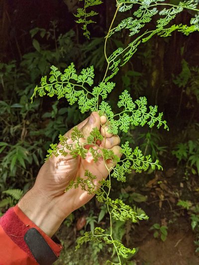 Jamesonia flexuosa, photographed by Trevor Van Loon
