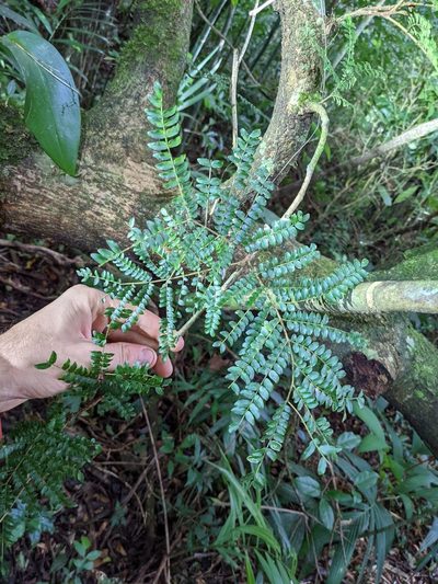 Cojoba costaricensis, photographed by Trevor Van Loon