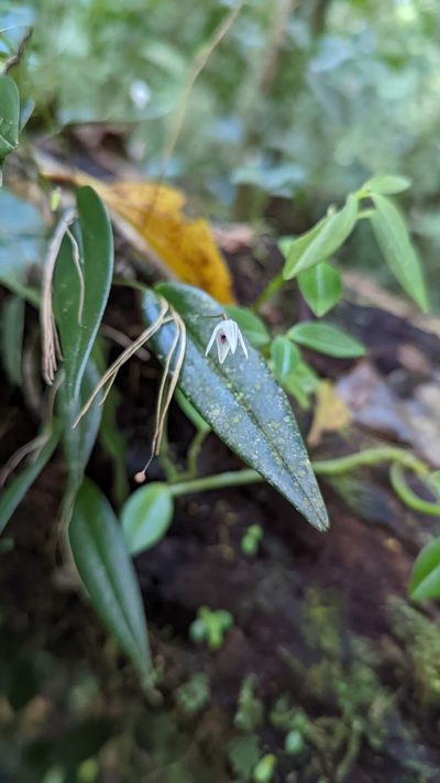 Pleurothallis eumecocaulon, photographed by Trevor Van Loon