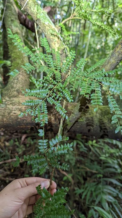 Cojoba costaricensis, photographed by Trevor Van Loon