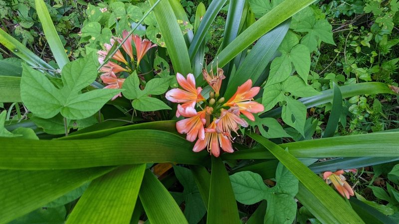 Clivia miniata, photographed by M. quinquenervia