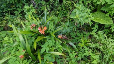 Clivia miniata, photographed by M. quinquenervia