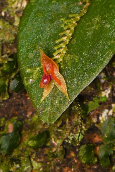 Lepanthes monteverdensis, photographed by Trevor Van Loon