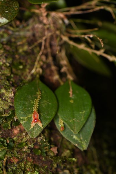 Lepanthes monteverdensis, photographed by Trevor Van Loon