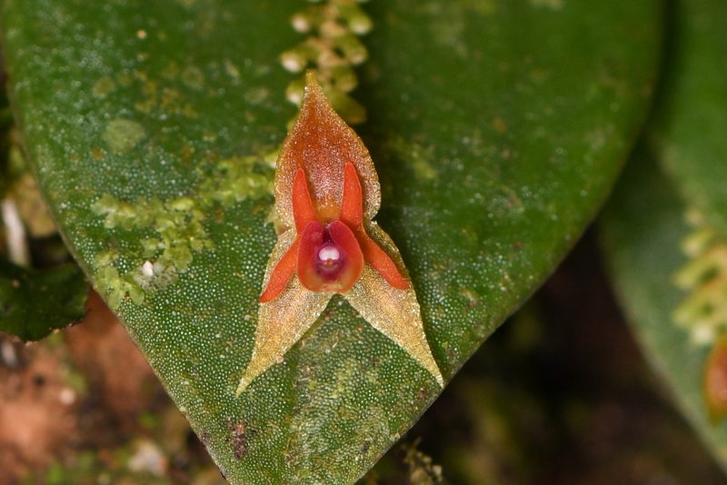 Lepanthes monteverdensis, photographed by Trevor Van Loon