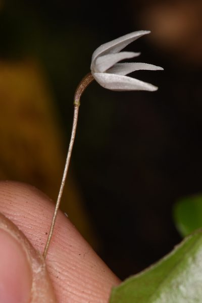 Pleurothallis eumecocaulon, photographed by Trevor Van Loon