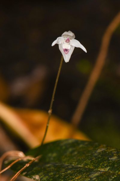 Pleurothallis eumecocaulon, photographed by Trevor Van Loon