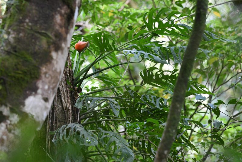 Monstera oreophila, photographed by Trevor Van Loon