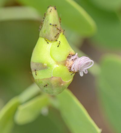 Capparis cartilaginea, photographed by Morten Ross