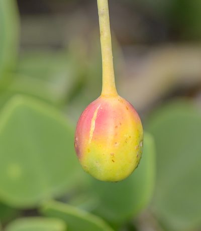 Capparis cartilaginea, photographed by Morten Ross