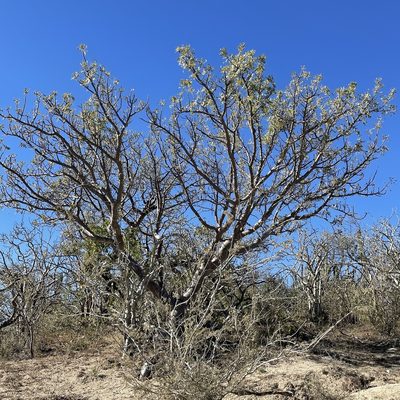 Cyrtocarpa edulis, photographed by Bill Levine