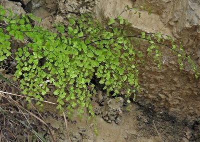 Adiantum lorentzii, photographed by Hugo Hulsberg