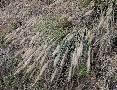 Cortaderia hieronymi, photographed by Hugo Hulsberg