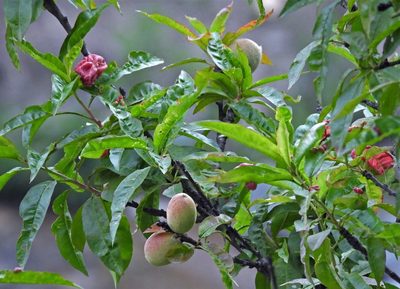 Prunus persica, photographed by Hugo Hulsberg