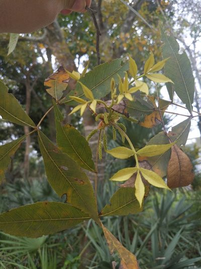 Carya floridana, photographed by Joe