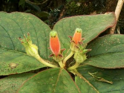 Columnea poortmannii, photographed by Sue Carnahan