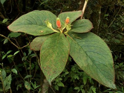 Columnea poortmannii, photographed by Sue Carnahan