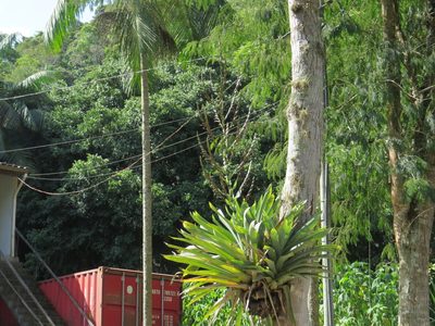 Vriesea gigantea, photographed by Victor Farjalla Pontes