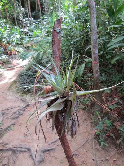 Tillandsia gardneri, photographed by Victor Farjalla Pontes