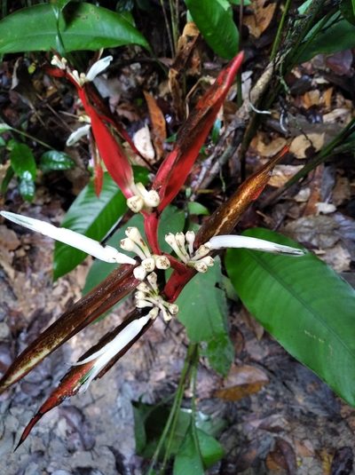 Heliconia acuminata, photographed by Márcia Martins