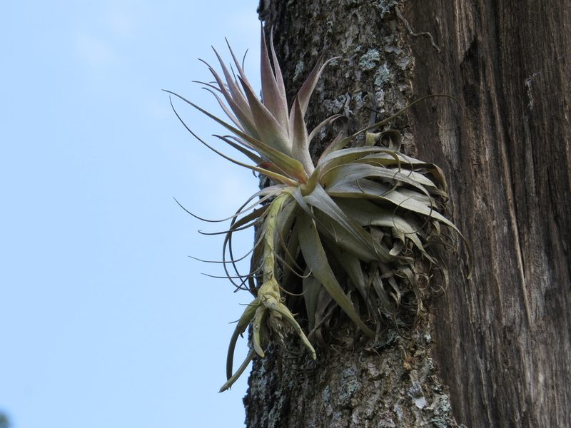 Tillandsia gardneri, photographed by Victor Farjalla Pontes
