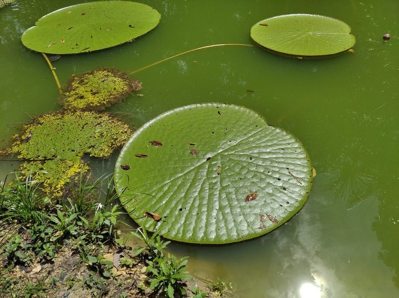 Victoria amazonica, photographed by Márcia Martins