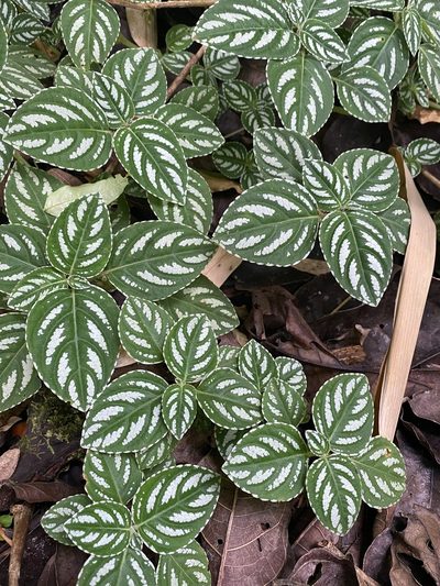 Impatiens marianae, photographed by greatest_auk