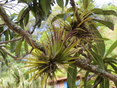 Tillandsia geminiflora, photographed by Victor Farjalla Pontes