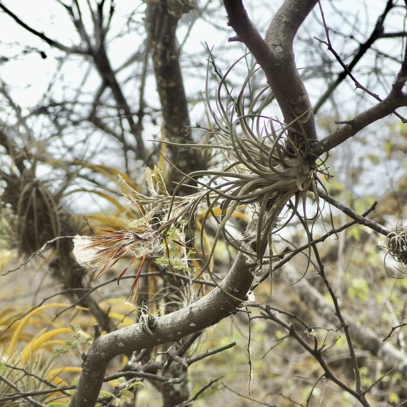 Tillandsia disticha, photographed by Sue Carnahan