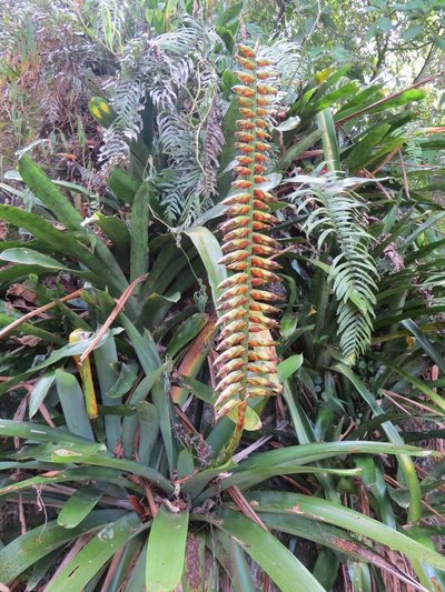 Vriesea bituminosa, photographed by Victor Farjalla Pontes