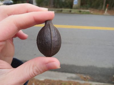 Carya glabra, photographed by Nonbinary-Naturalist