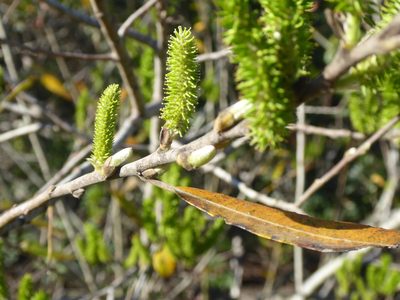 Salix lasiolepis, photographed by Camerin