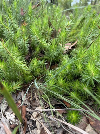 Melichrus procumbens, photographed by Martin Predavec