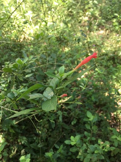 Ruellia angustiflora, photographed by B. Phalan