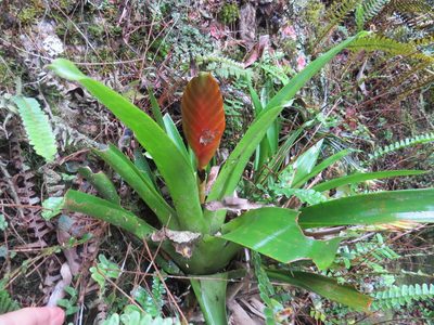 Vriesea paraibica, photographed by Victor Farjalla Pontes